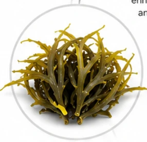 Primordial Vigor X Ingredient Ecklonia Cava