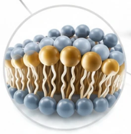 Primordial Vigor X Ingredient Phosphatidylserine